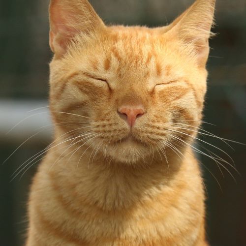 猫が目を細める意味は気持ちがいいから 片目だけの時は病気を疑え ペットピッ