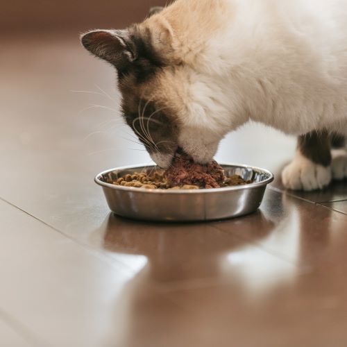 猫に手作りご飯をあげる時の栄養と腎不全のリスク 食べない時の対処法 ペットピッ