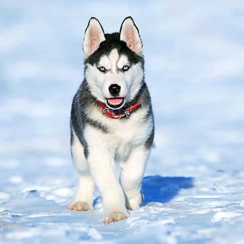 別の犬種 アラスカンマラミュートとハスキー犬の見た目と性格の違い ペットピッ