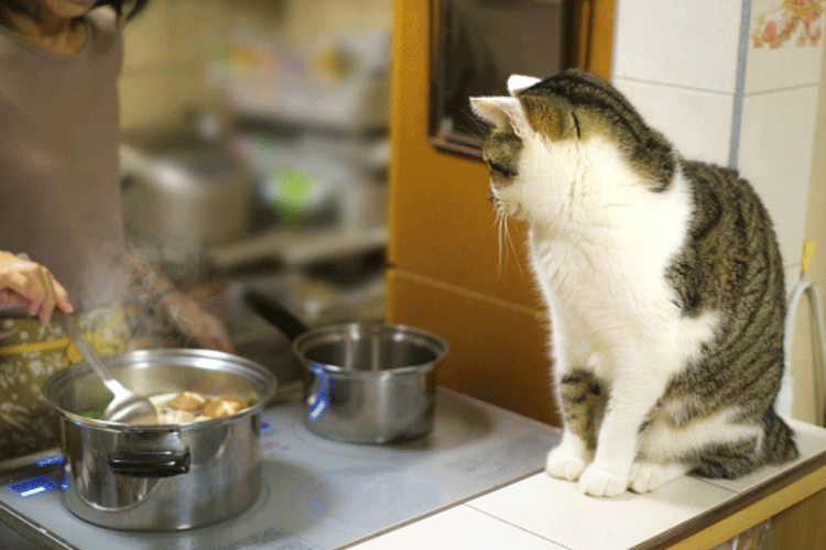 料理中の猫