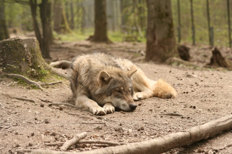 狼の休息
