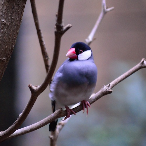 文鳥の寿命はどのくらい 最長寿命や人間年齢などの豆知識をご紹介 ペットピッ