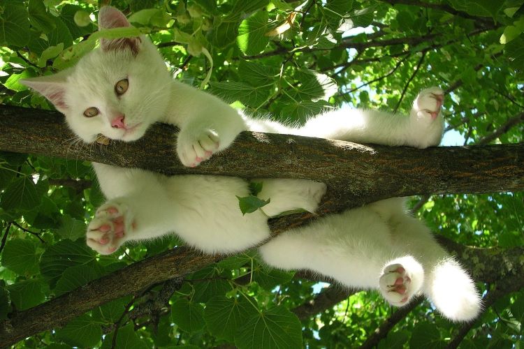 木のうえにいる猫