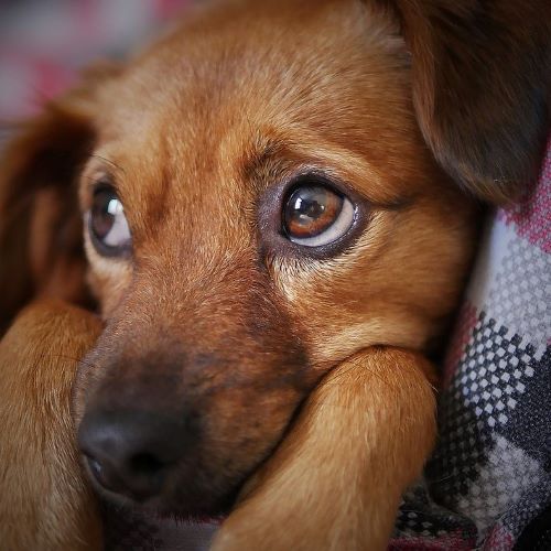 クッシング症候群の犬に必要な食事とは 初期症状と原因について ペットピッ
