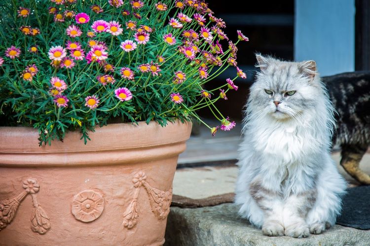 花と並ぶペルシャ猫