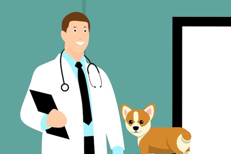 犬と獣医