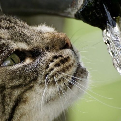 猫が水を飲まない時に考えられる病気と対策方法、水を飲まない危険性 ペットピッ！