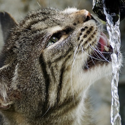 猫が水飲みが下手なのは高さや器のせい 猫におすすめの給水機は ペットピッ