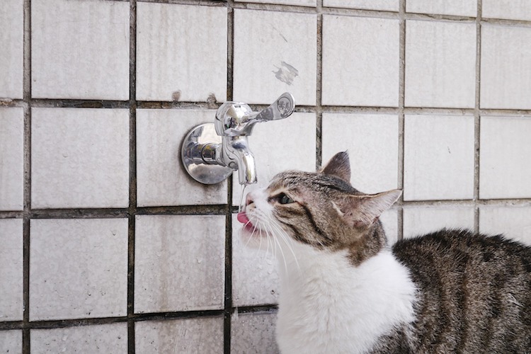 猫の水のみについて