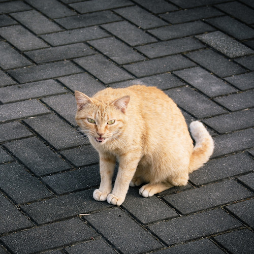 オス猫の発情期の時の行動や対策方法まとめ 去勢をしたら直る ペットピッ