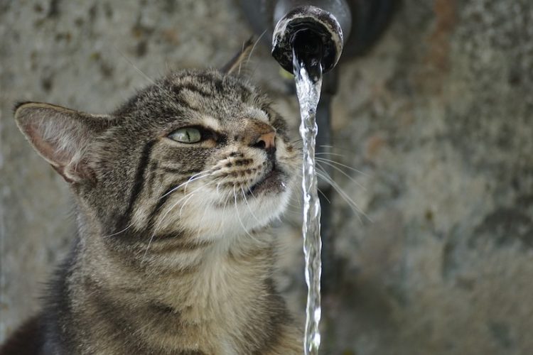 猫と水道
