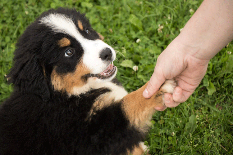 犬と手をつなぐ