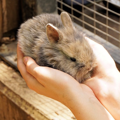 うさぎの懐きやすい性別はどちら 飼いやすい種類やなつかれる方法 ペットピッ