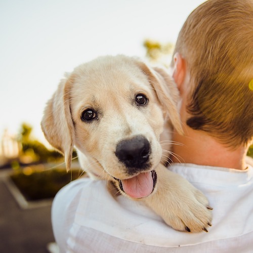 愛犬にナチュラルハーベストがおすすめ 肝臓 腎臓ケアなどの評判 ペットピッ