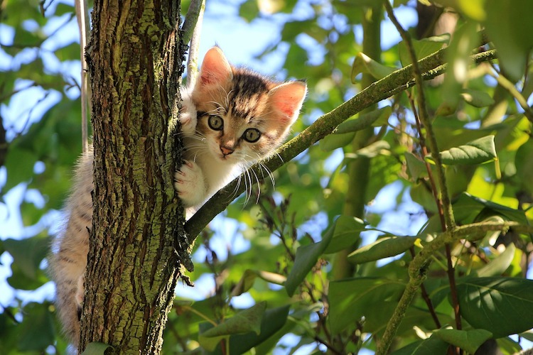 木に登る猫