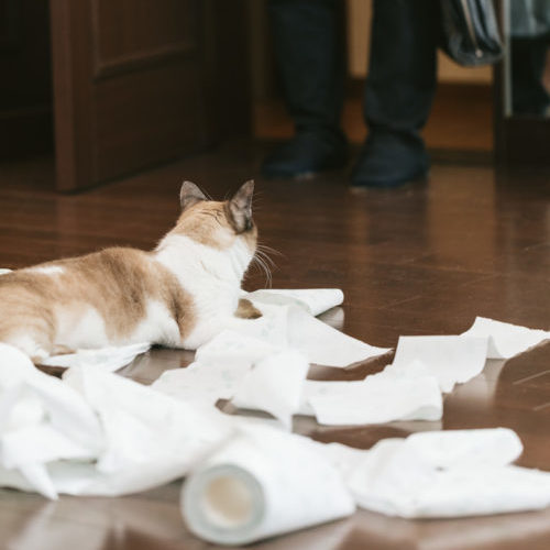 猫の尿検査で分かる病気とは？費用や必要な量、採取方法まとめ 