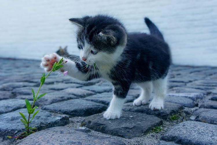 花と子猫