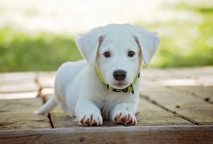 白い子犬