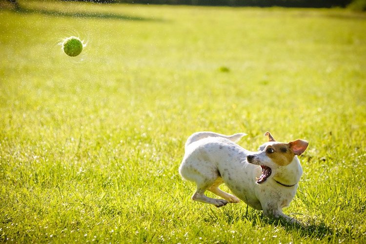 ボールで遊ぶ犬