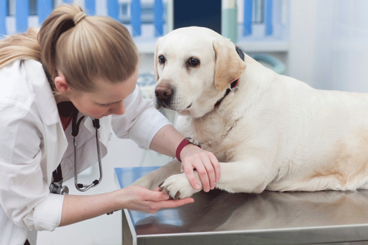 犬の病院かかりやすい病気や対処法