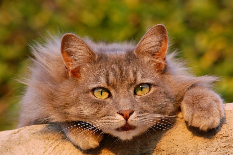 長毛の猫